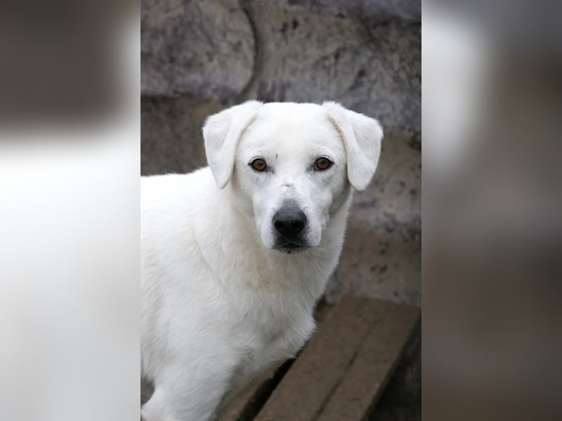 schüchterner SNOW sucht geduldiges Zuhause