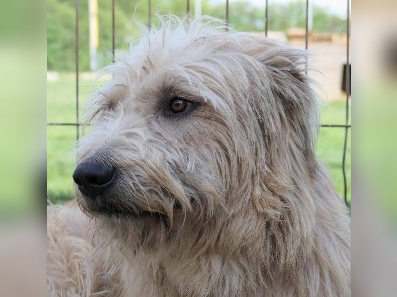 Traumhund Sugar sucht ein liebevolles Zuhause