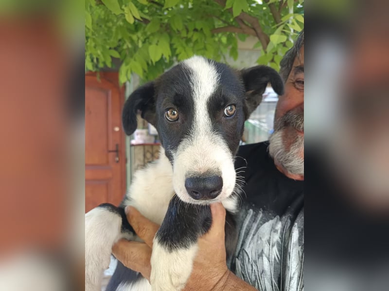 aufgeschlossener JAY-JAY sucht aktives Zuhause