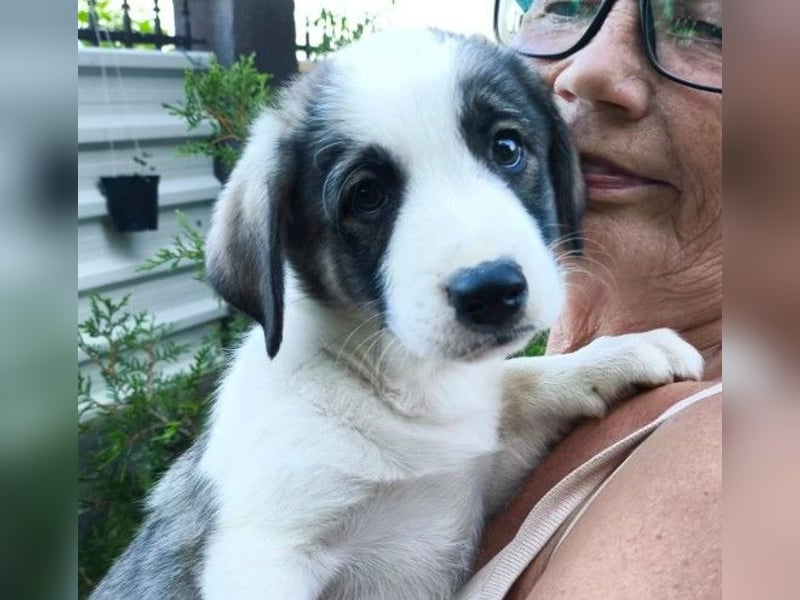 Bezaubernder Welpenjunge Biscuit sucht seine Familie