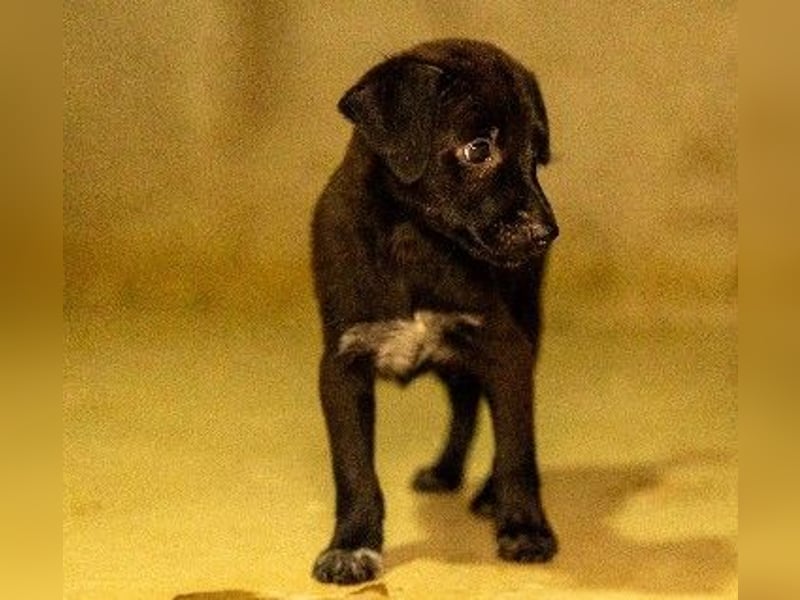 Zauberhafter, kleiner Welpe Iago sucht seine Familie