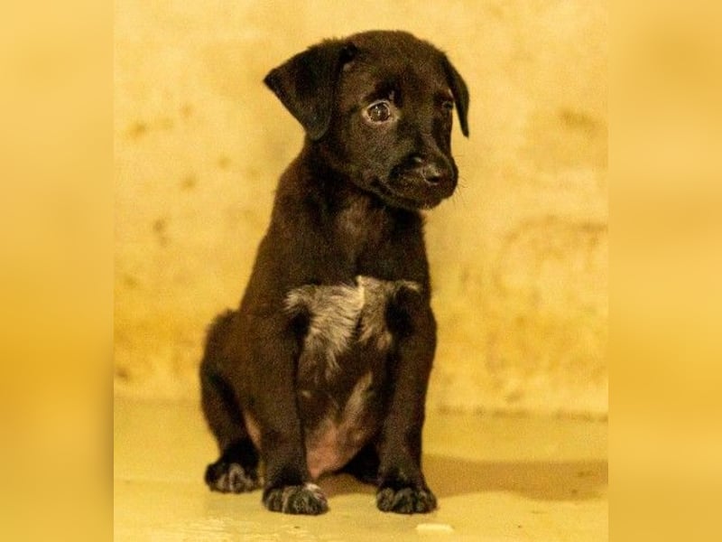 Zauberhafter, kleiner Welpe Iago sucht seine Familie