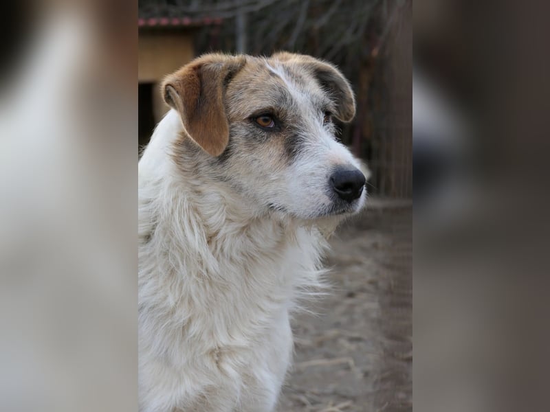 sanfter, liebenswerter Rüde LEO sucht seine Herzensmenschen