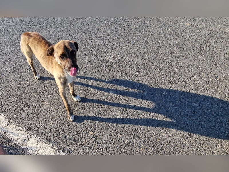 ROCKY - menschenbezogener Rüde sucht Kuschelkörbchen
