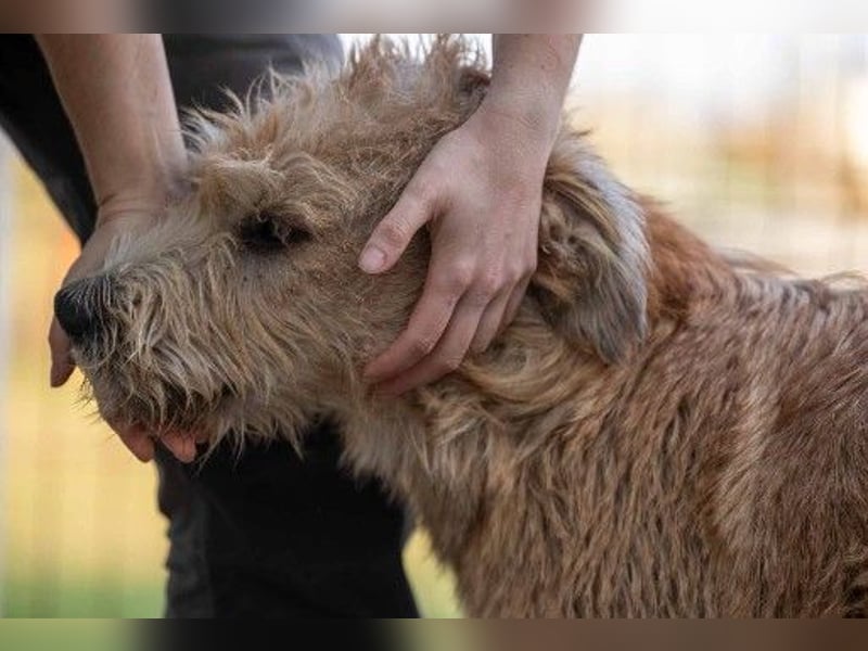 Traumhund Sugar sucht ein liebevolles Zuhause