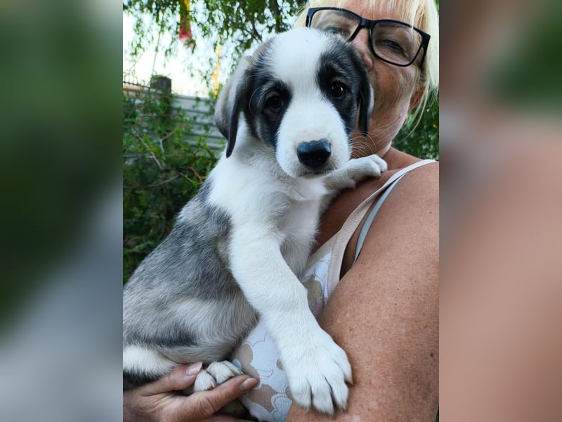 süßer Welpenjunge BISCUIT sucht sein Zuhause