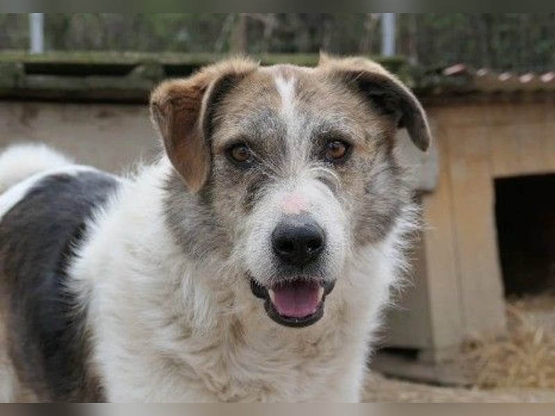 Zauberhafter Leo sucht seine Familie