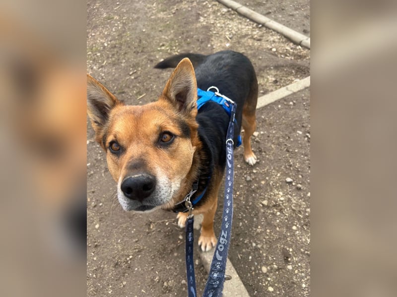 REXI - souveräner, gelassener Traumhund