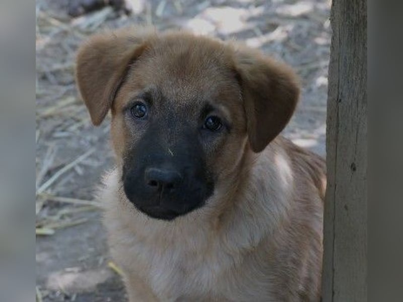 Zauberhafter Wirbelwind Tux sucht seine Familie