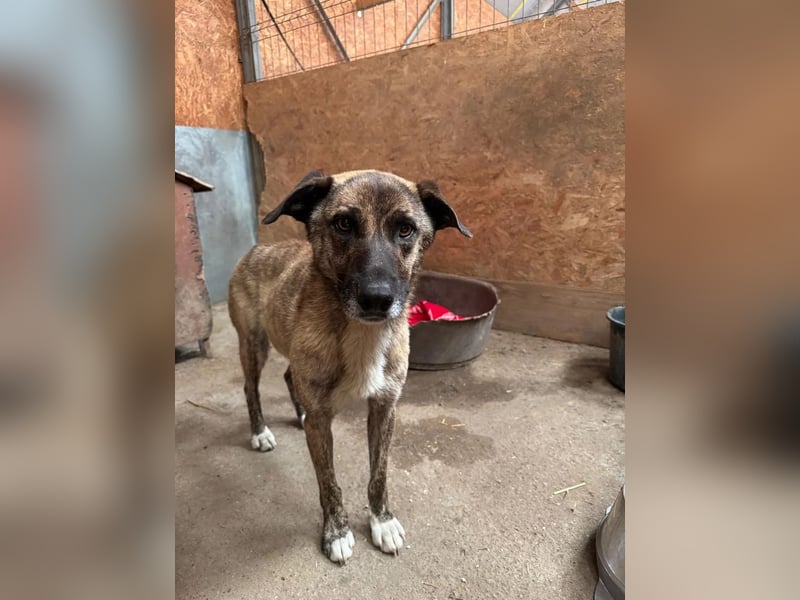 ROCKY - menschenbezogener Rüde sucht Kuschelkörbchen