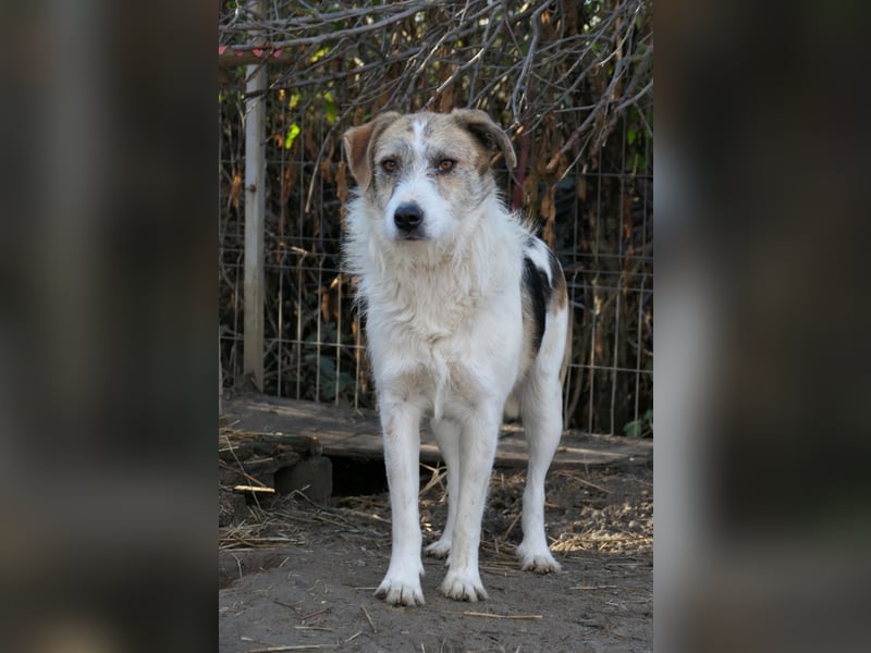 sanfter, liebenswerter Rüde LEO sucht seine Herzensmenschen