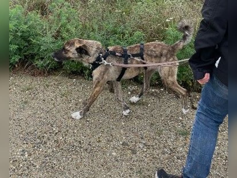 Verschmuster, bezaubernder Rocky