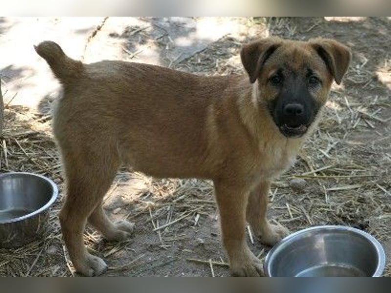 Zauberhafter Wirbelwind Tux sucht seine Familie