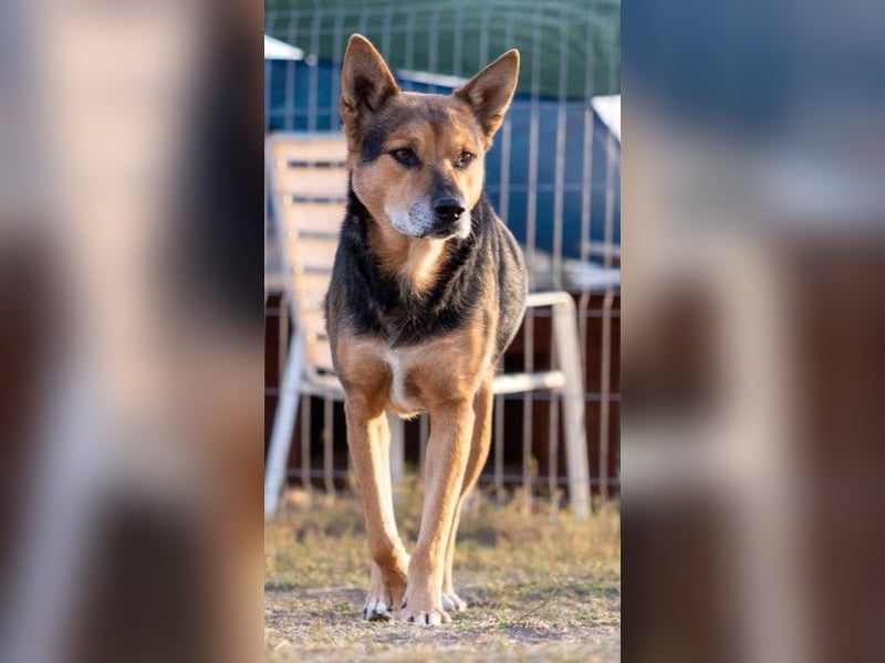 REXI - souveräner, gelassener Traumhund
