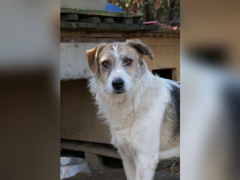 sanfter, liebenswerter Rüde LEO sucht seine Herzensmenschen