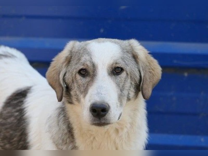 Unser Helmi sucht ein liebevolles Zuhause