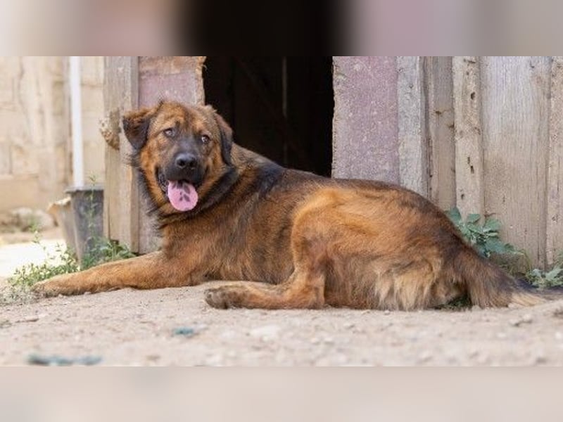 Ruhiger, sanfter Peter sucht seine Menschen
