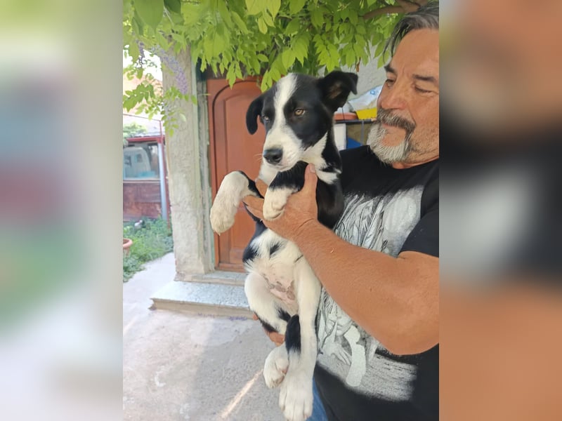 aufgeschlossener JAY-JAY sucht aktives Zuhause