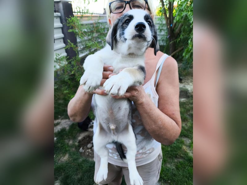 süßer Welpenjunge BISCUIT sucht sein Zuhause