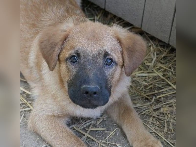 Zauberhafter Wirbelwind Tux sucht seine Familie
