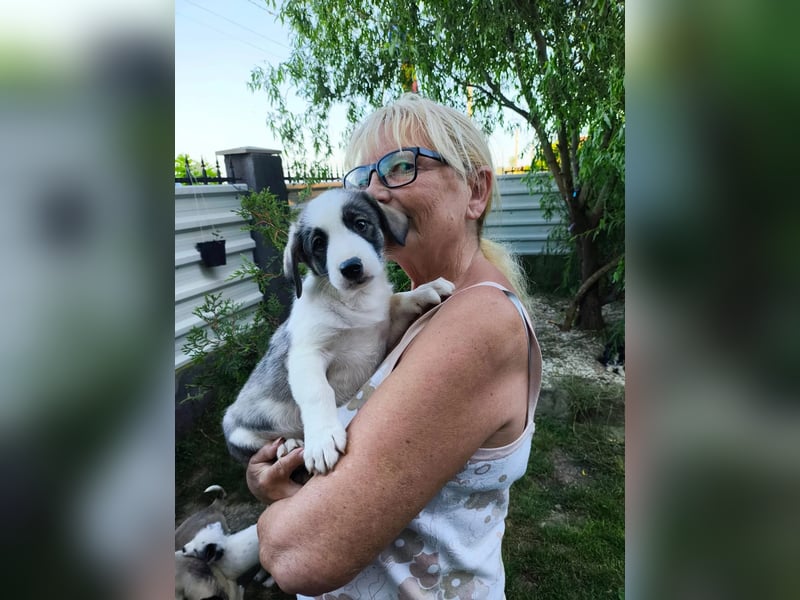 süßer Welpenjunge BISCUIT sucht sein Zuhause