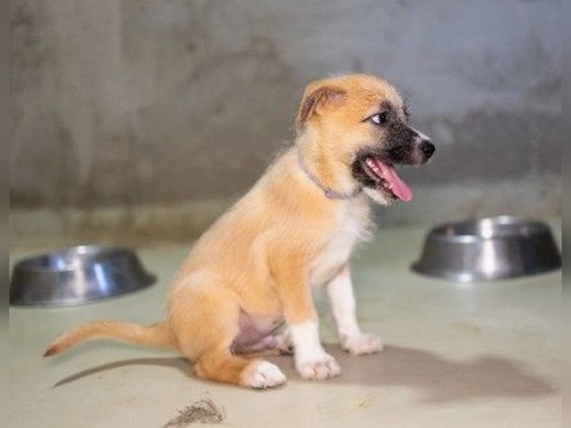 Zauberhafter Welpe Fox sucht seine Familie