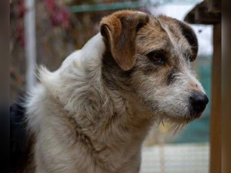 Zauberhafter Leo sucht seine Familie