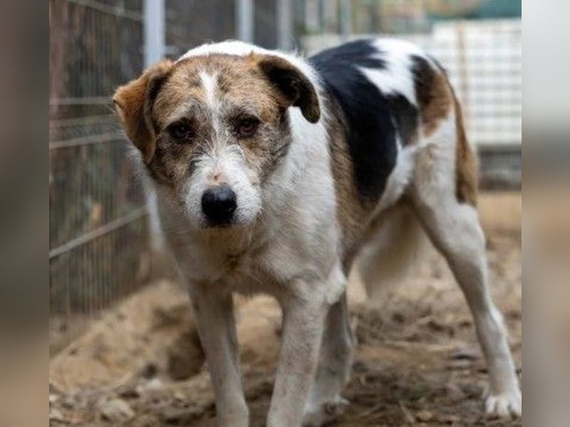 Zauberhafter Leo sucht seine Familie