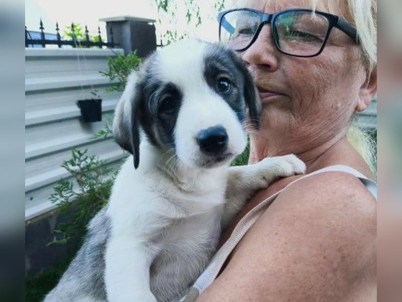 Bezaubernder Welpenjunge Biscuit sucht seine Familie