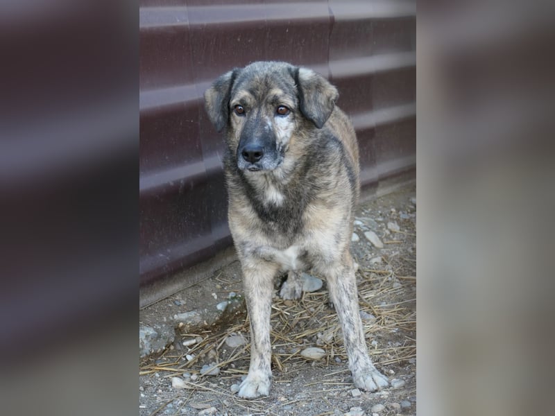 schüchterner Senior BEGHEI sucht sein Happy End