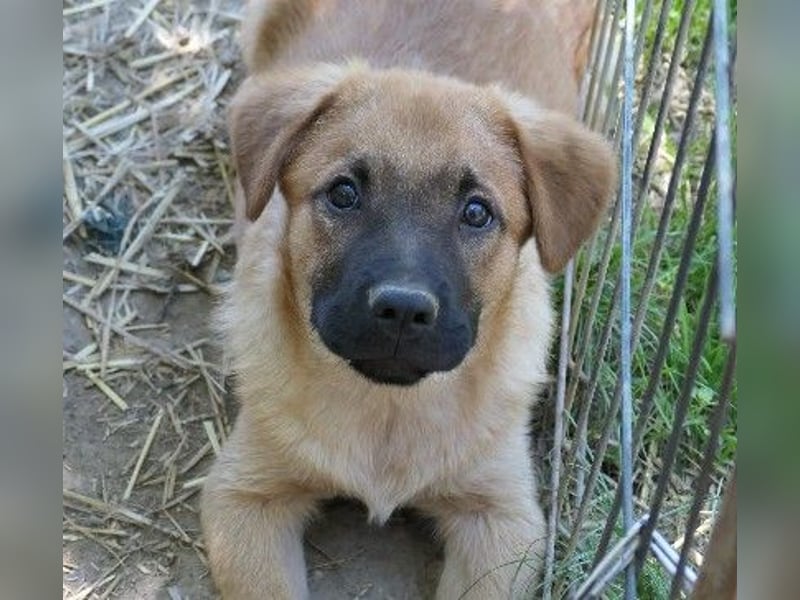 Zauberhafter Wirbelwind Tux sucht seine Familie