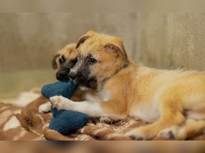 Zauberhafter Welpe Fox sucht seine Familie
