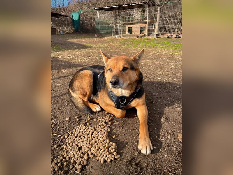 REXI - souveräner, gelassener Traumhund