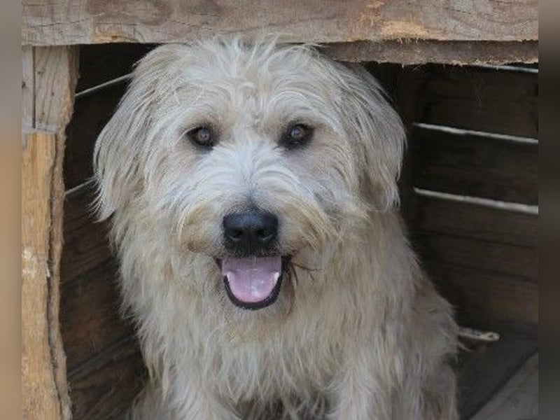 Traumhund Sugar sucht ein liebevolles Zuhause