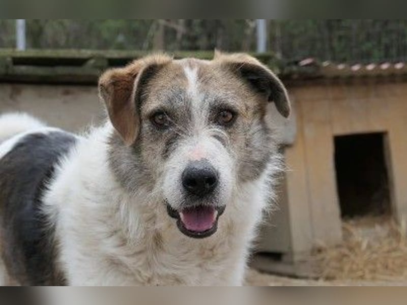 Zauberhafter Leo sucht seine Familie