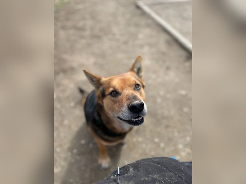REXI - souveräner, gelassener Traumhund