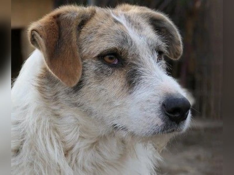 Zauberhafter Leo sucht seine Familie