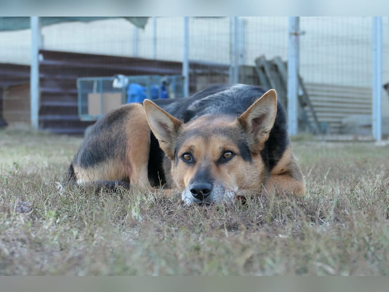 REXI - souveräner, gelassener Traumhund