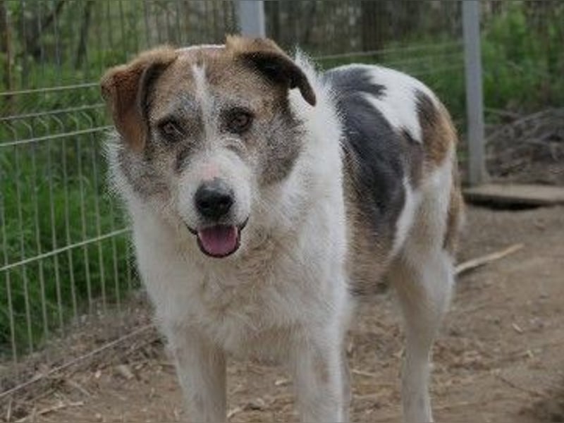 Zauberhafter Leo sucht seine Familie