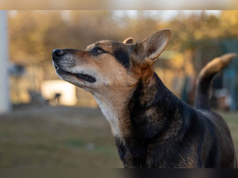 REXI - souveräner, gelassener Traumhund