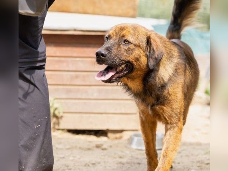 Ruhiger, sanfter Peter sucht seine Menschen
