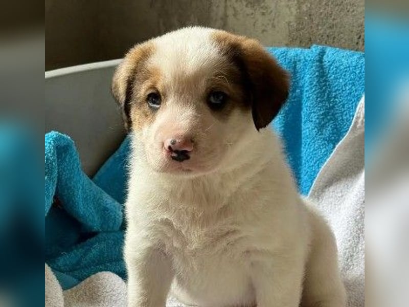 Bezaubernder Anouk sucht seine Familie