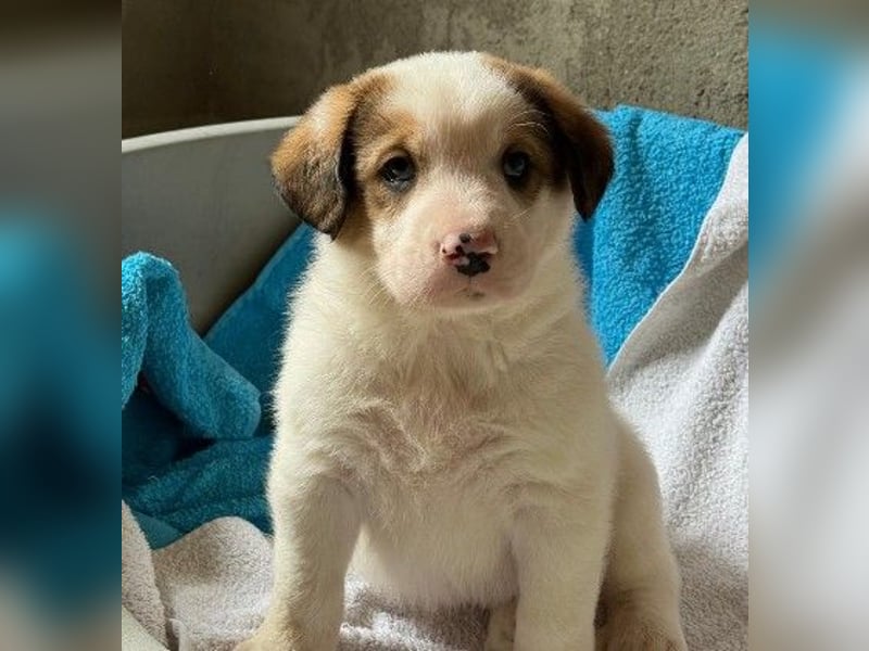 Bezaubernder Anouk sucht seine Familie