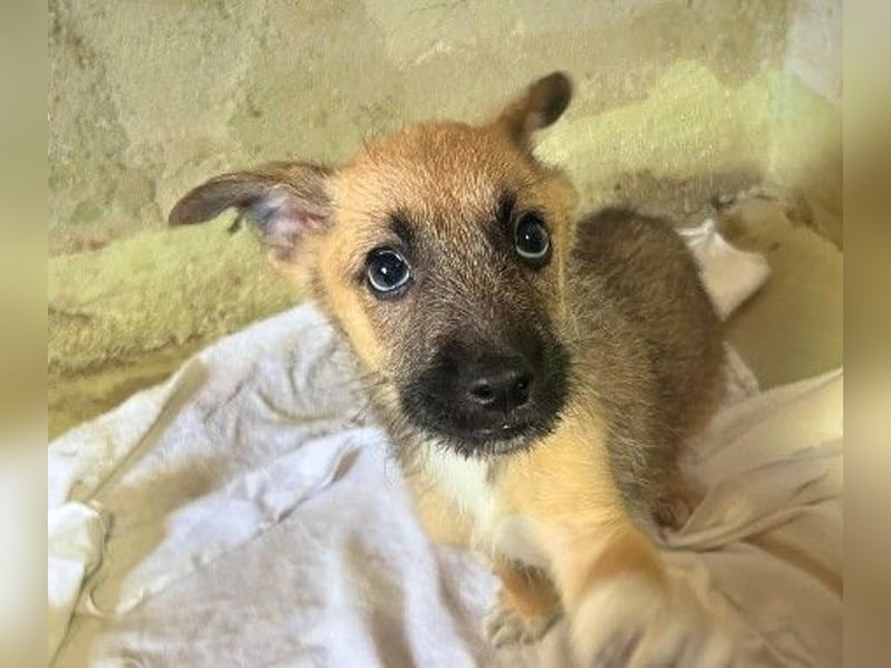 Wundervoller Welpe Frodo sucht seine Familie