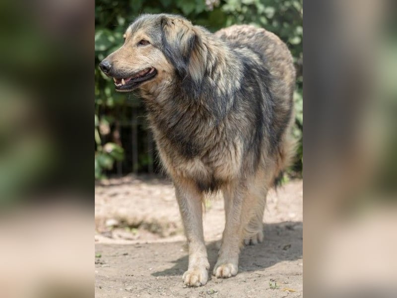 Wunderschöner Zoran sucht seine Menschen