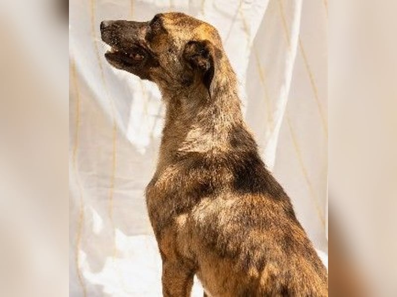 Verschmuster, bezaubernder Rocky