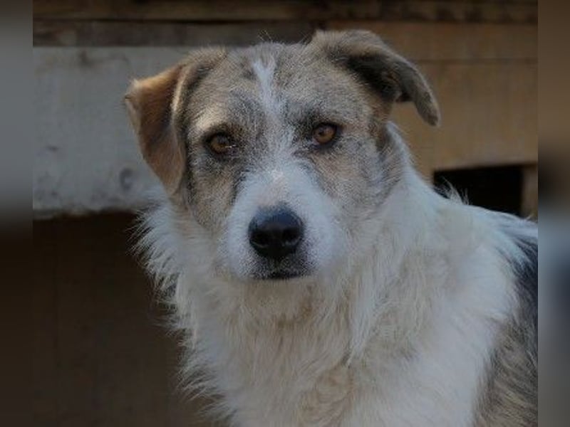 Zauberhafter Leo sucht seine Familie