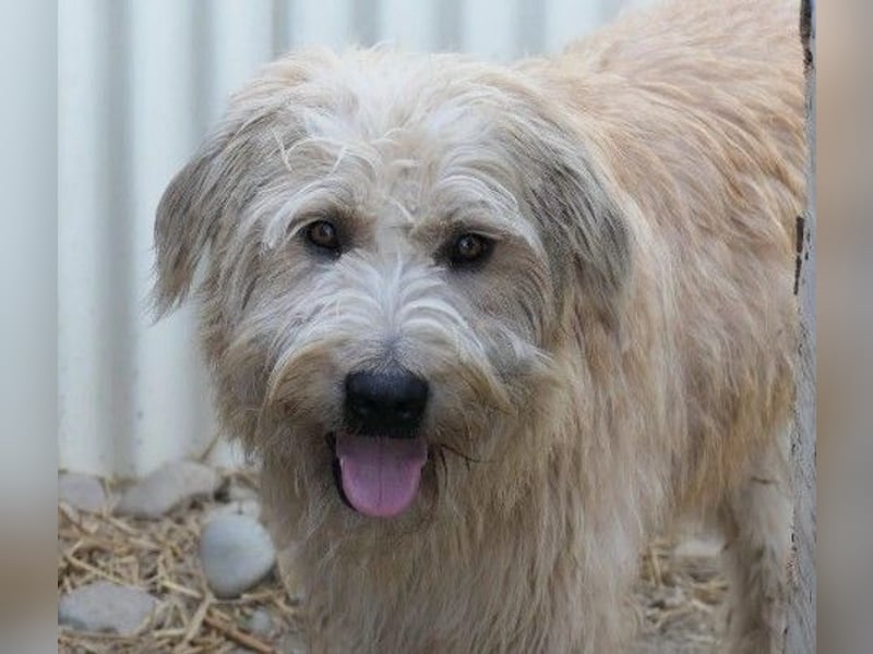 Traumhund Sugar sucht ein liebevolles Zuhause
