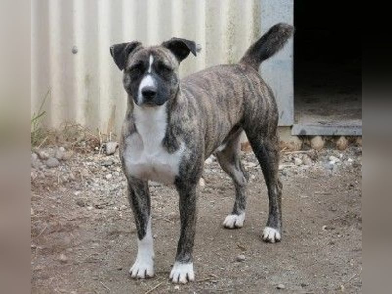 Unser schüchterner Niky sucht ein erfahrenes Zuhause