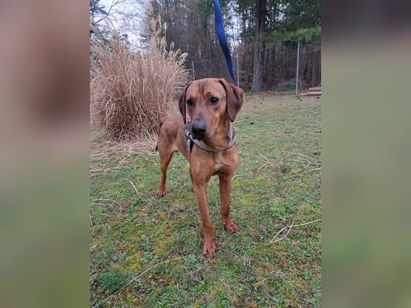 Lieber Bracken Mischlingsrüde Leon sucht seine Familie
